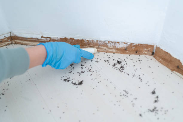 Best Mosquito Control Services  in Golden Triangle, NJ